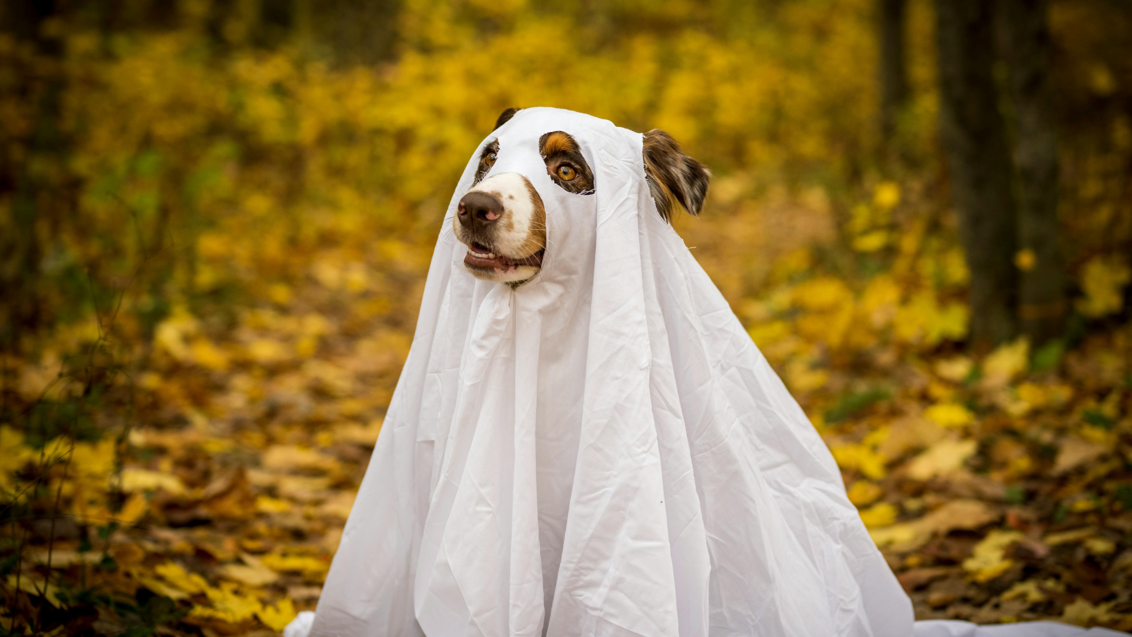 Ghost Dog Halloween Moment Dog wearing a white ghost costume made from a sheet in a fall forest with yellow leaves.